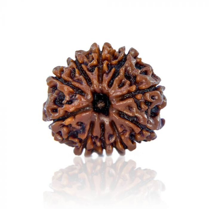 10 Mukhi Rudraksha (Nepal)