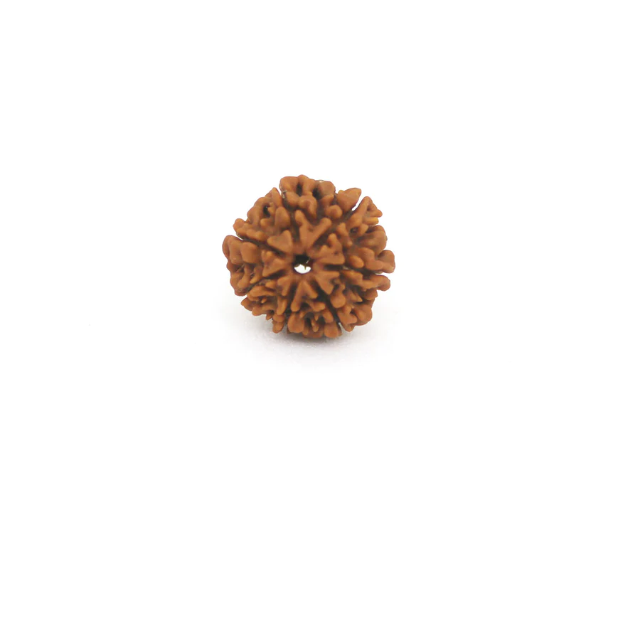 Nepal Origin 7 mukhi Rudraksha