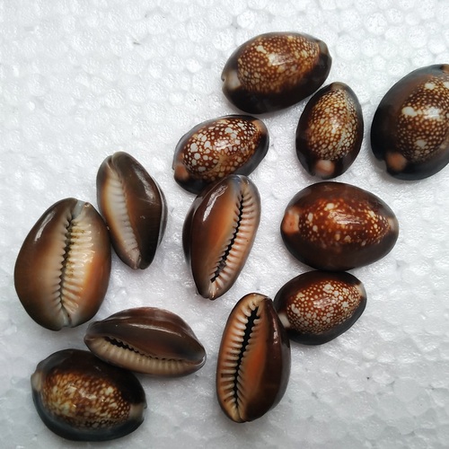 Black Cowrie