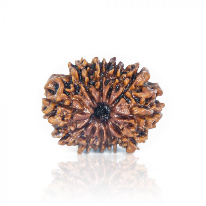 11-Mukhi Rudraksha (Nepal)