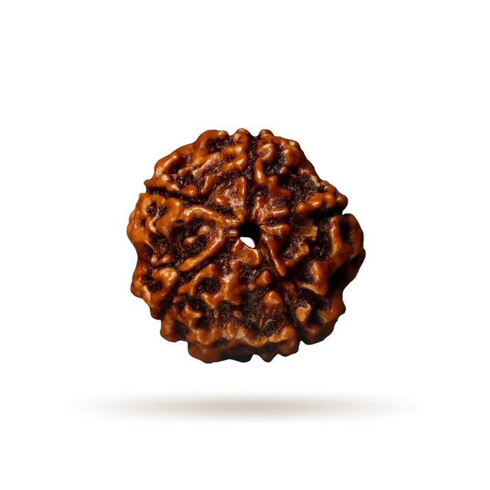 Nepal Origin 5 Mukhi Rudraksha