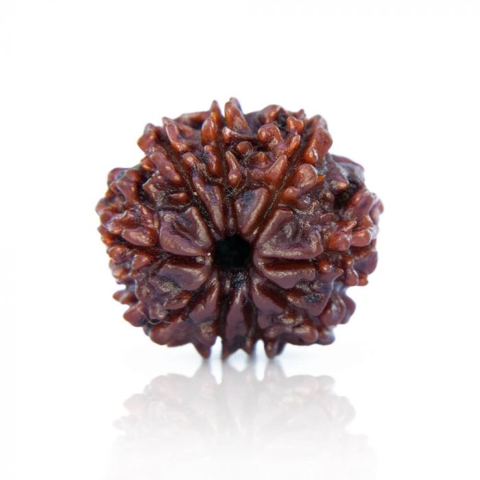 9-Mukhi Rudraksha (Nepal)